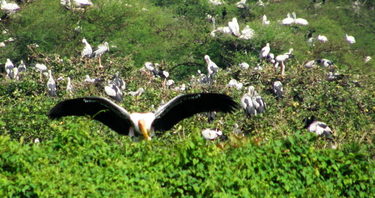 7- Vedanthangal Bird Sanctuary